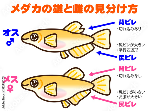メダカの雄と雌の見分け方の図解イラスト素材