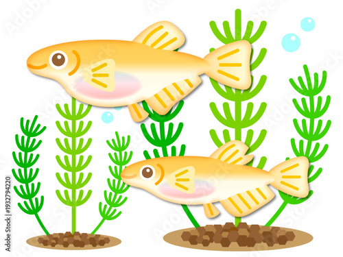 シンプルなメダカと水草のイラスト素材