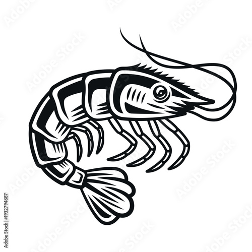 Vintage monochrome shrimp vector illustration in detailed engraving style, hand drawn seafood crustacean etching perfect for restaurant menu, packaging, nautical design and retro food branding
