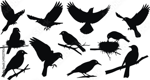 Bird silhouette set featuring flying crows, nesting sparrows, perching songbirds on branches, and avian wildlife icons, black vector graphics for nature and animal designs.