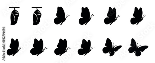 Butterfly life cycle metamorphosis icon set silhouettes showing the transformation from chrysalis to flying insect in a minimalist graphic style isolated on a white background