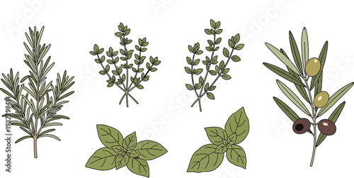 Fresh Mediterranean Herbs Illustration