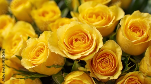 Close-up shot shows bright yellow roses filling the background.