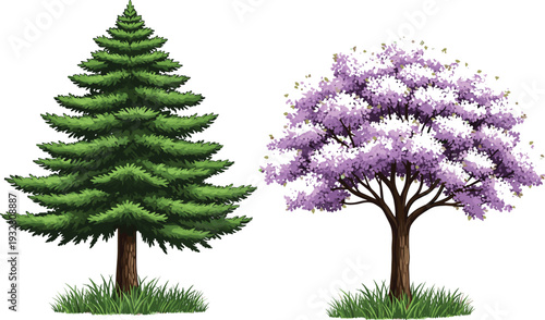 Green Pine Fir Evergreen Tree and Purple Flowering Jacaranda Tree on Grass Lawn Vector Illustration Set Nature Landscape Elements Isolated