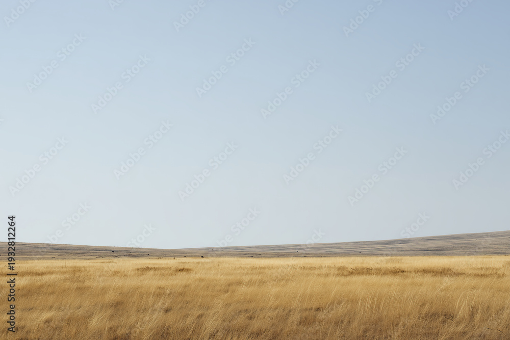 Fototapeta premium Dry Golden Grassland Under Clear Sky, Drought and Land Degradation Concept