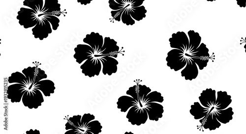 Black Hibiscus Flowers Isolated White Background.