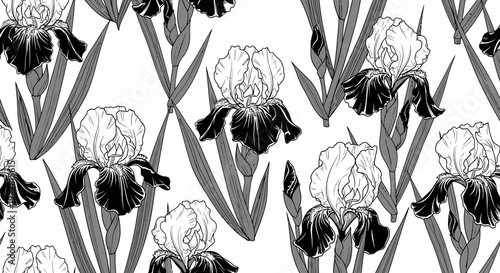Black and white iris flowers bloom.