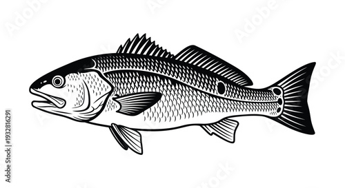 Black and white illustration of a red drum fish drawing