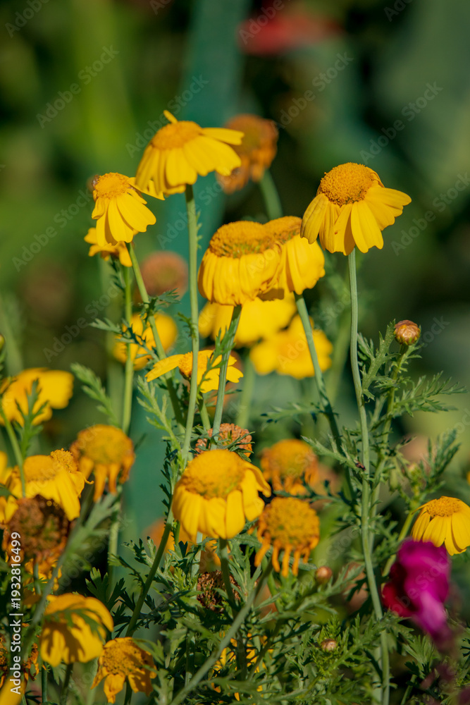 Fototapeta premium Golden blossoms sway gently in the warm breeze, adding color to a beautiful garden scene