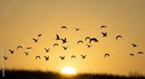 Silhouetted flock of birds in flight across a warm orange sky at sunset, above a grassy field