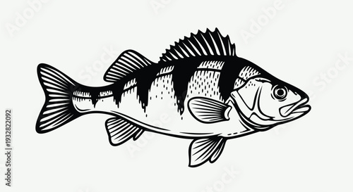 Perch fish illustration in black and white style