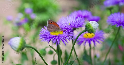 Colorful butterfly in nature gathering pollen from blooming purple flowers, nature by springtime 
