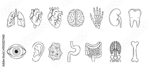 Comprehensive set of human internal organs, senses, and skeletal components illustrated with clear outlines for anatomical study, biological resource creation, and healthcare graphics.