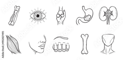 Detailed anatomical sketches of human body parts including bones, organs, and muscles, perfect for educational materials, biology textbooks, or medical presentations