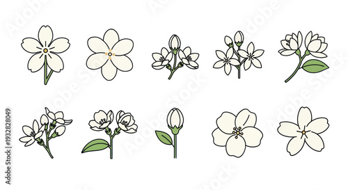 Delicate White Jasmine Flowers and Buds Collection, Botanical Illustrations