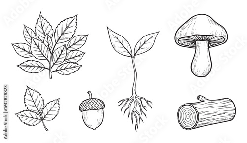 Diverse set of woodland elements featuring a branch of leaves, a young plant with roots, a common mushroom, a solitary acorn, and a tree log, perfect for nature themed projects and