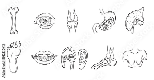 Comprehensive human anatomy collection featuring various components of the human body including bones, sensory organs, and digestive system parts for medical education and health science
