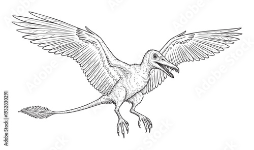 Ancient feathered dinosaur Archaeopteryx flying with spread wings and open mouth, perfect for educational materials, prehistoric themes, and natural history projects.