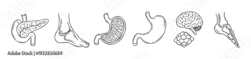 Handdrawn human anatomy illustrations featuring internal organs like the pancreas, stomach, brain, and skeletal foot for medical education and biological studies.