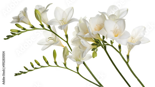 White Freesia Flowers in Full Bloom.