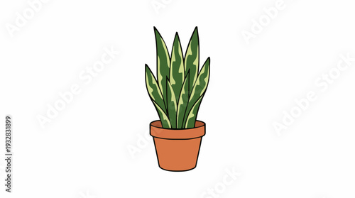 Green Snake Plant in a Terracotta Pot Isolated on a White Background
