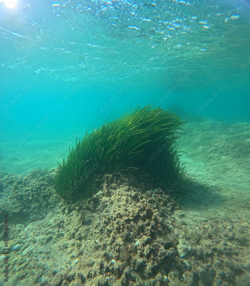 Fototapeta premium Underwater Posidonia Oceanica Seagrass Meadow in Clear Mediterranean Water