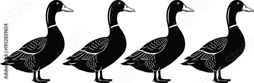 Duck silhouette vector illustration set, detailed waterfowl bird isolated black wildlife farm animal design