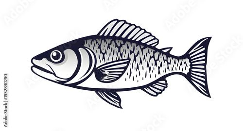 fish, vector, illustration, marine, aquatic, ocean, sea, water, animal, wildlife, seafood, fin, tail, scales, gills, swimming, nature, underwater, tropical, river, lake, freshwater, saltwater, cartoon