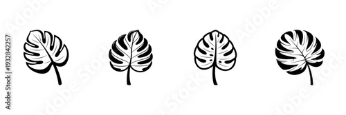 Monstera Leaf Illustrations In Hand Drawn Style Set. Tropical Plant, Nature, Botanical Art Doodle Sketch Collection. Decorative Foliage Design. Isolated Vector Illustration