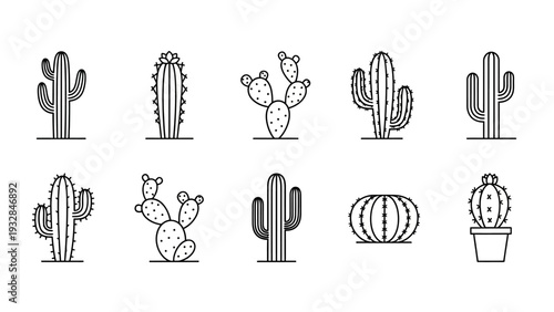 Various types of cactus plants.