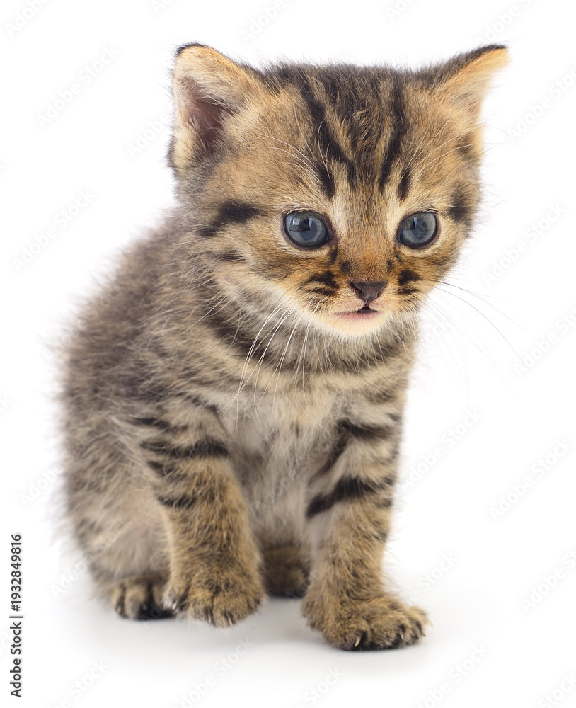 Fototapeta premium Small fluffy tabby kitten sitting isolated on white background