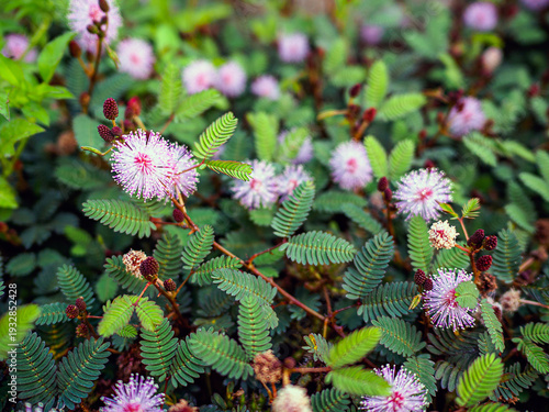 Shameplant foliage (mimosa pudica)-sensitive plant blossom