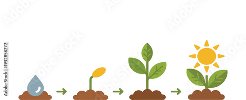 Plant growth stages from seed to mature green leaves