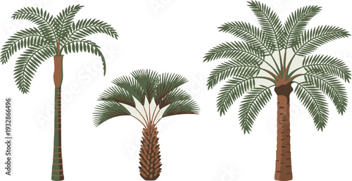 Three palm trees with green leaves and brown trunks isolated on transparent background