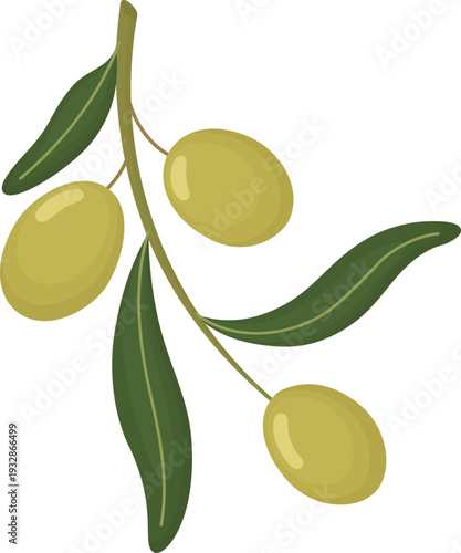 Olive branch with green olives and leaves isolated on white background. Botanical llustration of cute fruits
