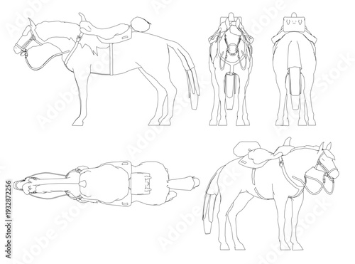 Detailed line drawing of a horse with saddle, showcasing equine anatomy.