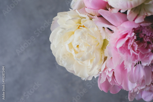 Heap of beautiful fresh colorful peonies in full bloom on gray background, top down view.