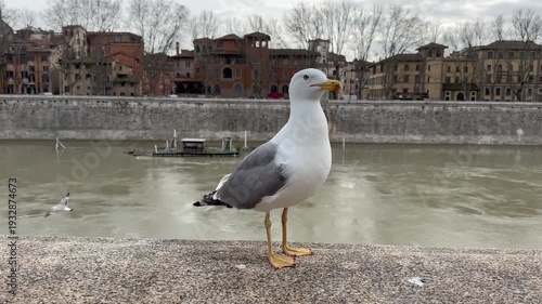 a seagull poses on the parapet of the Tiber River in Rome
