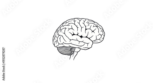 Detailed illustration of a human brain, symbolizing intelligence, thought, and science