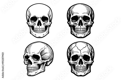 Set of four detailed human skull illustrations in various angles