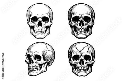Set of four detailed human skull illustrations from different angles