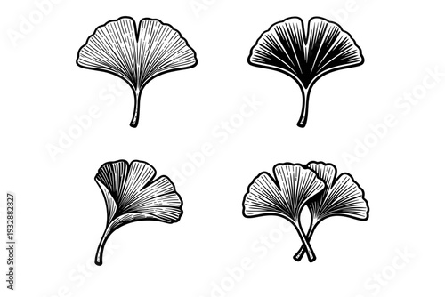 Vintage ink ginkgo leaf set: botanical illustrations with detailed lin