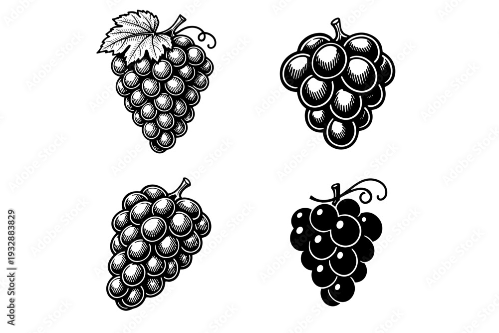 Fototapeta premium Vintage grape illustrations: four detailed black and white variations