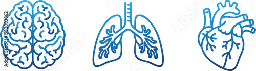 Brain Lungs Heart Organ