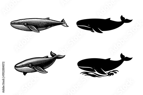 Vintage and modern whale silhouettes: artistic black and white design