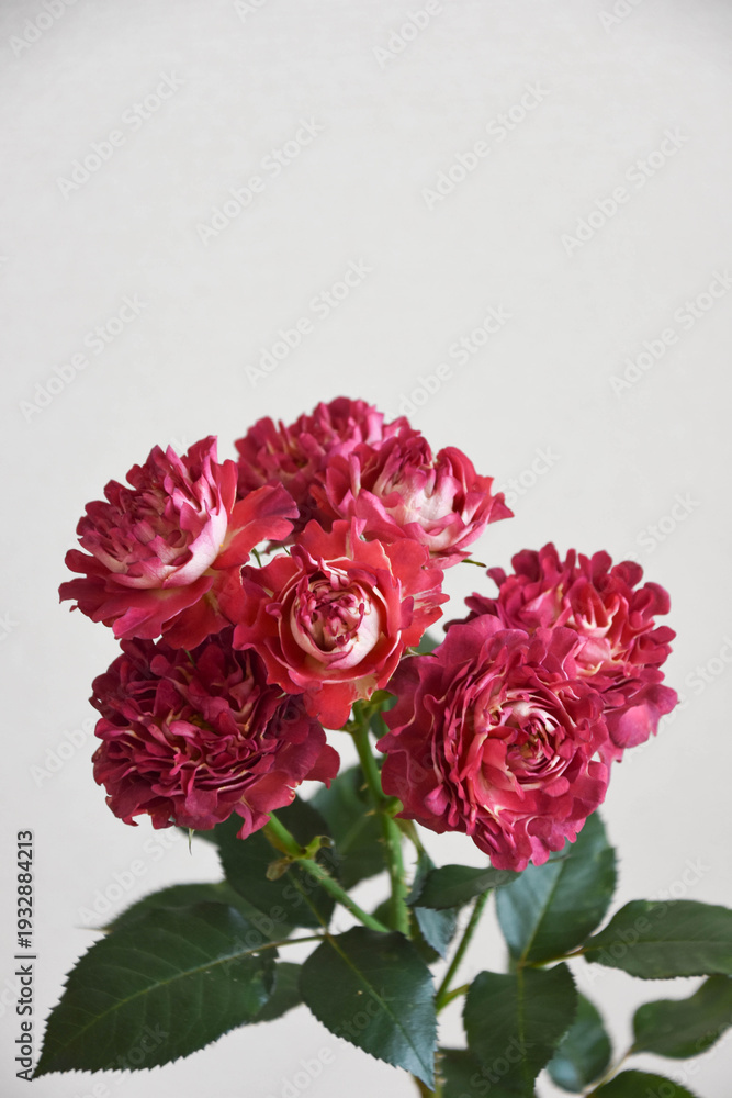 Fototapeta premium 紅華美