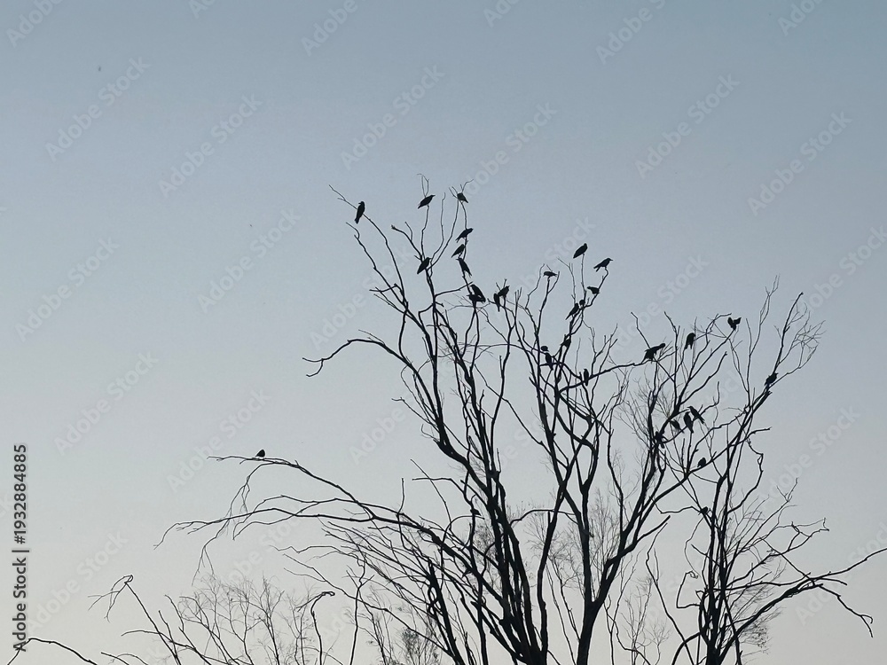 Fototapeta premium Morning sun over reeds and grass in a natural landscape with trees, branches, birds, and light snow in winter and spring season