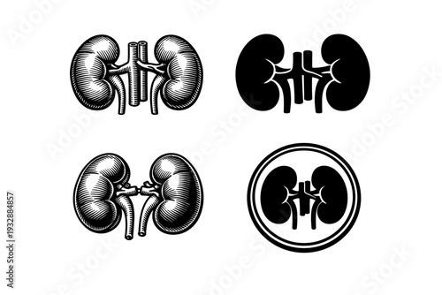 Detailed kidney illustrations: medical anatomy designs