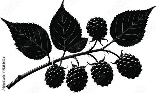 Detailed Black Blackberry Branch Silhouette with Ripe Berries and Sharp Leaves in Woodcut Engraving Style Illustration Isolated on White Background for Botanical Graphic Design (25 words)
