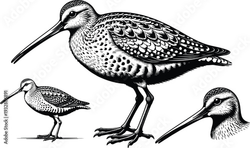 Detailed Shorebird Engraving Illustration Featuring Sandpiper with Long Beak in Vintage Black and White Wildlife Drawing Style